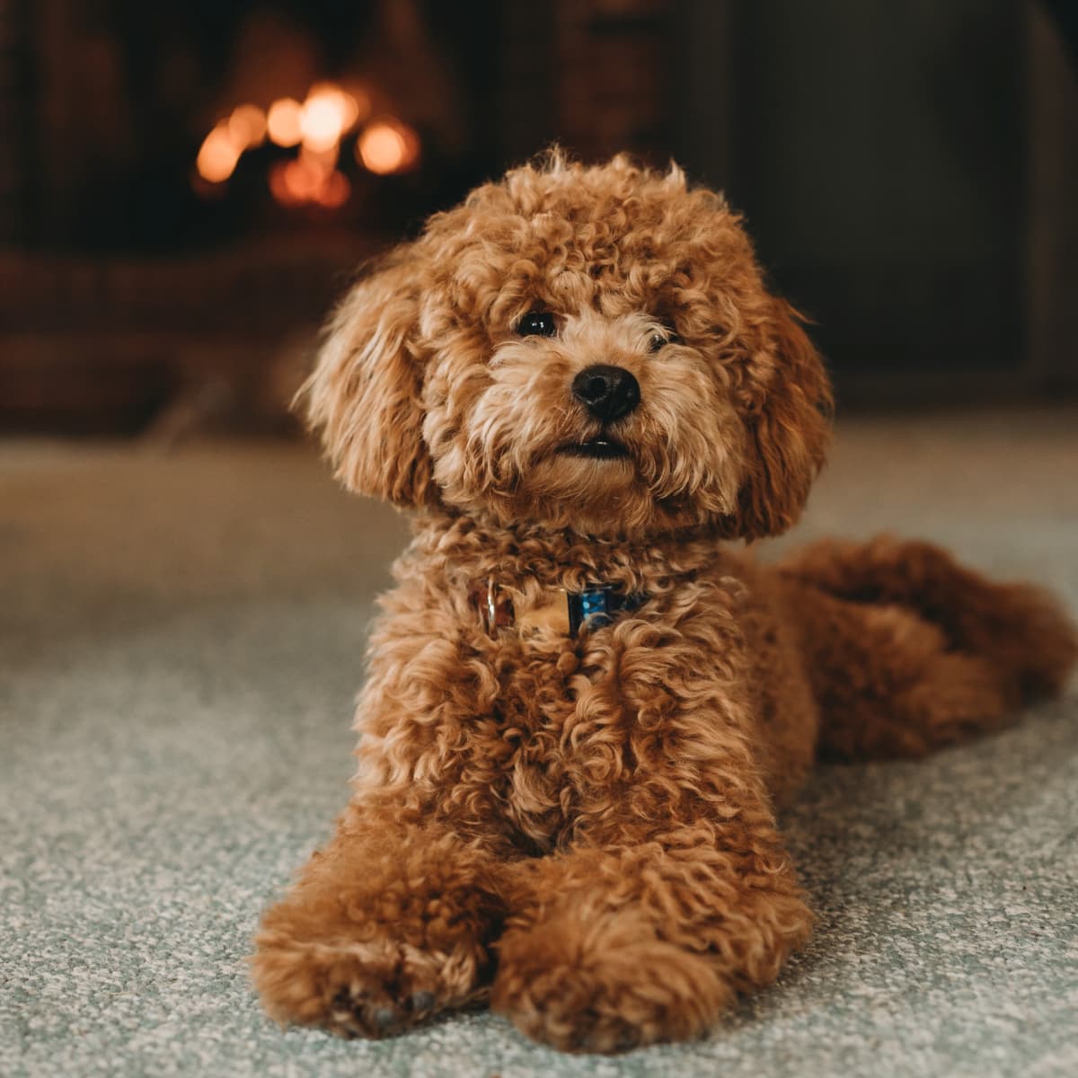 Small breeds of dogs that dont shed cheap