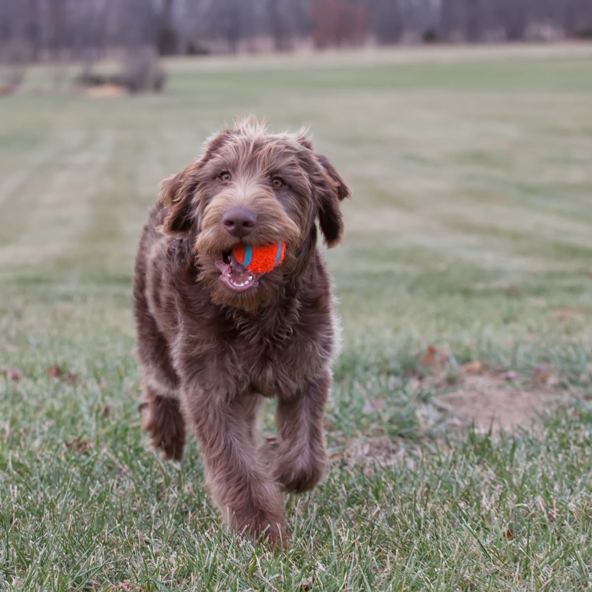 Non shedding medium dog breeds discount