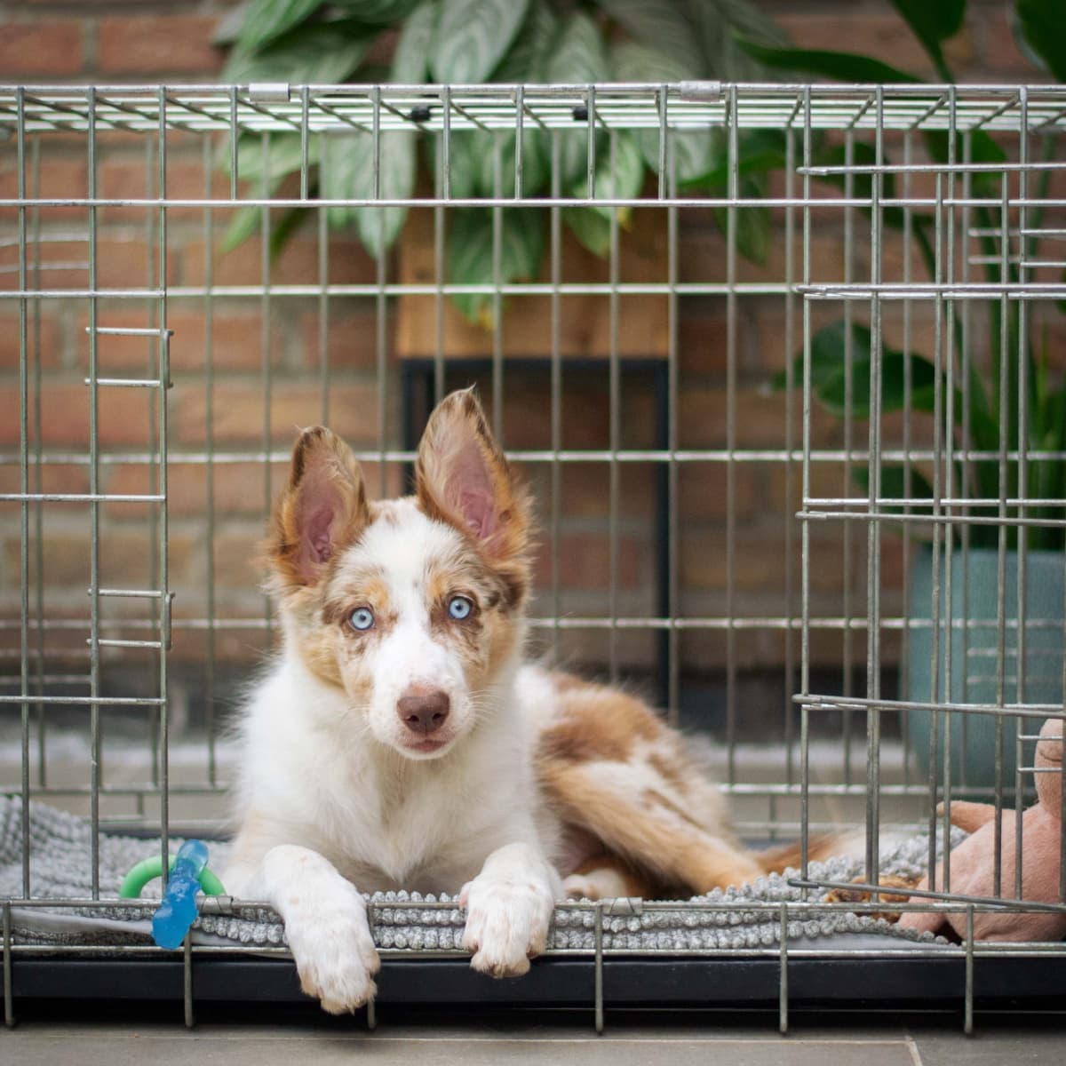 Should you put a puppy pad in the crate 2025