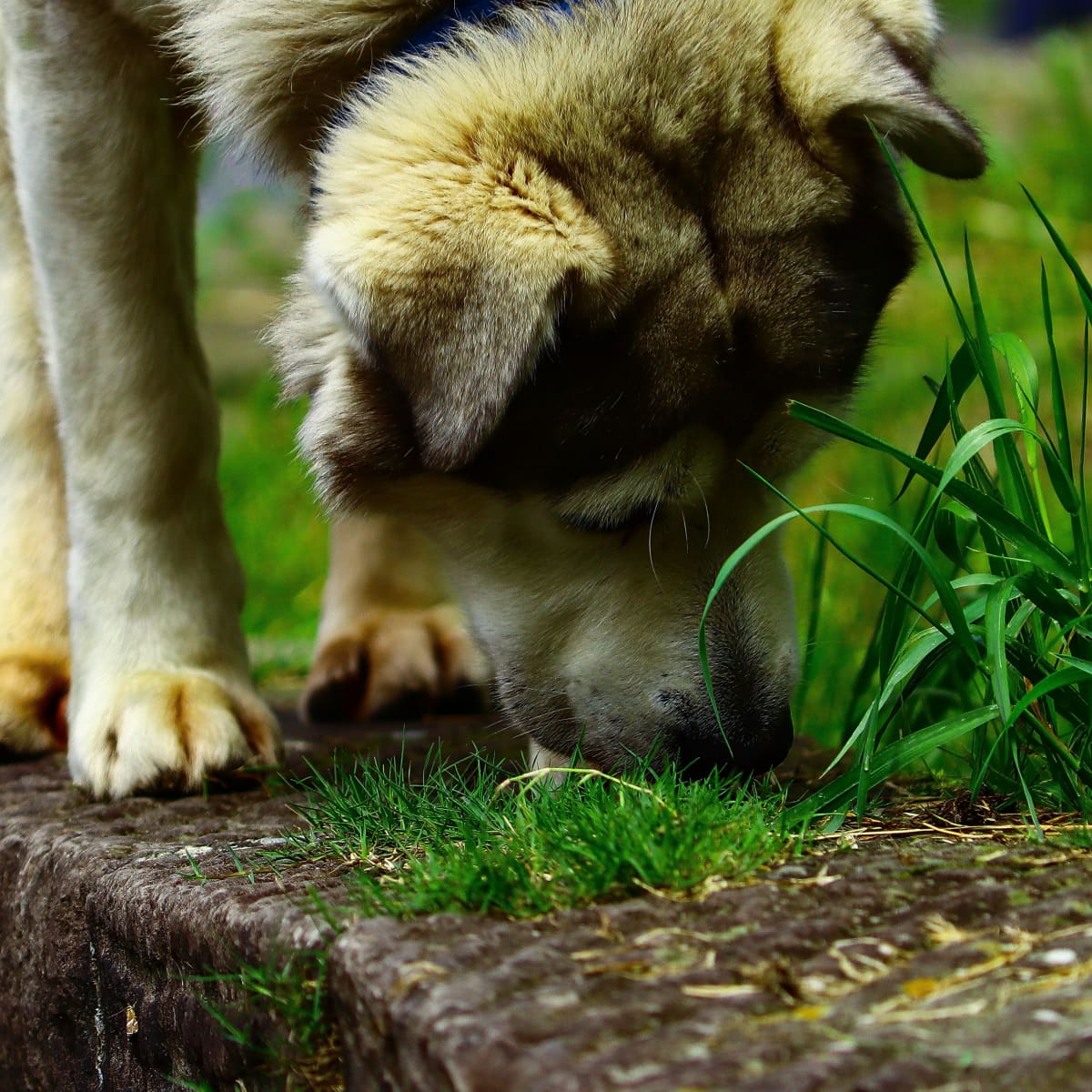 My dog eats grass then throws up new arrivals