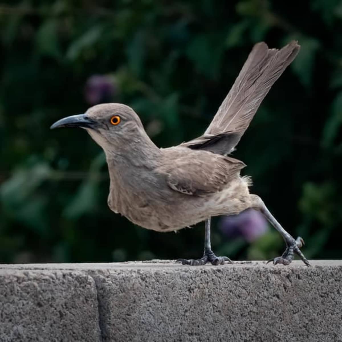 Unique Characteristics of the Curve Billed Thrasher PetHelpful