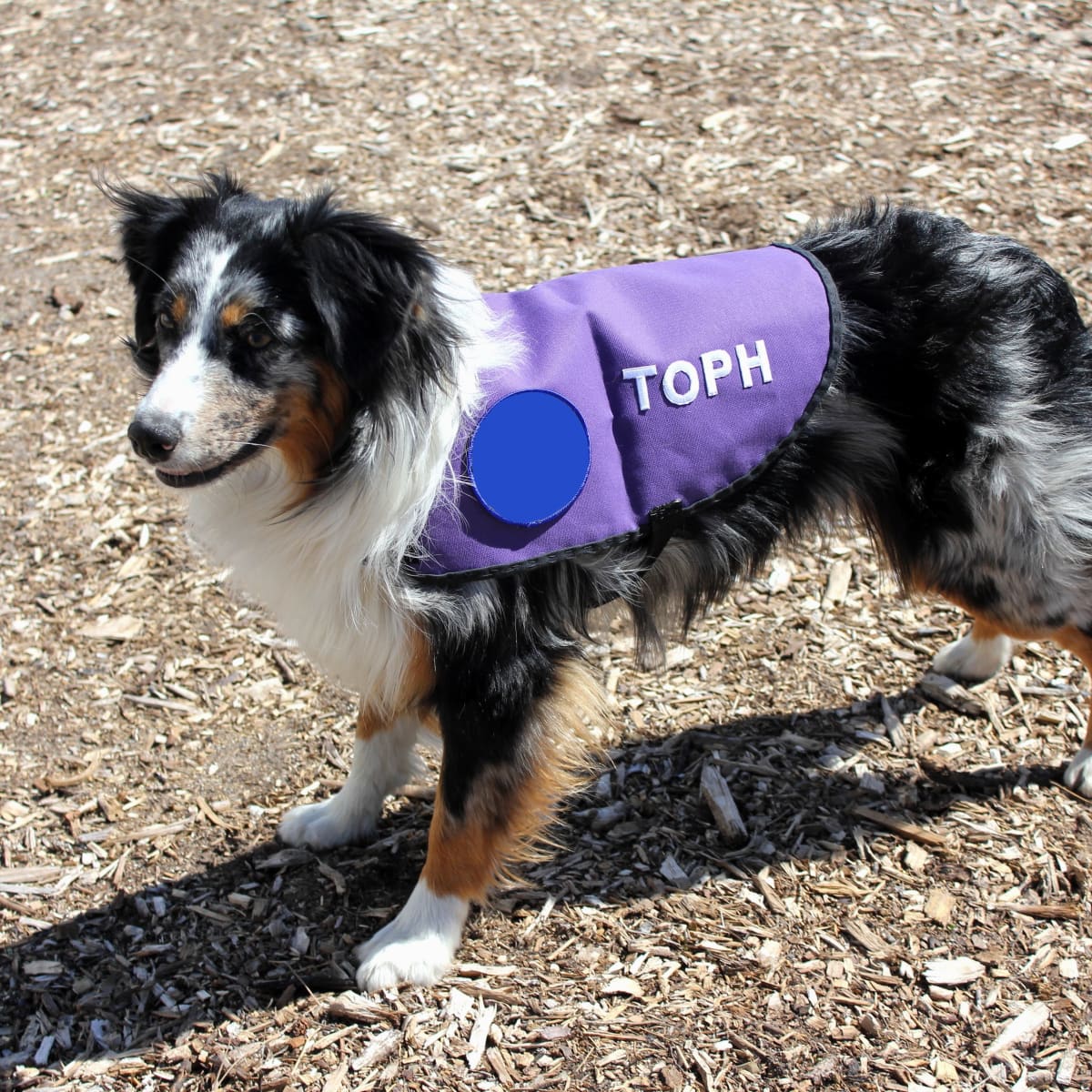 Service dog hot sale steps