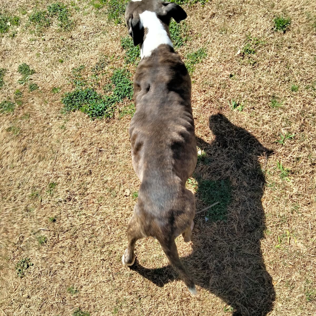 Old dog needs to gain weight online