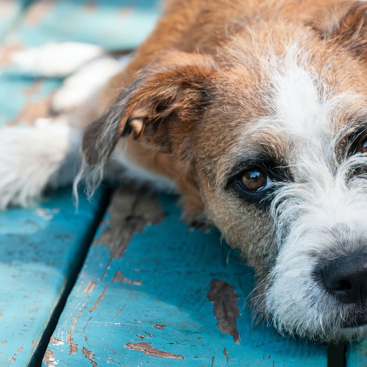 Treat Your Dog s Yeast Infection at Home Without Going to the Vet PetHelpful