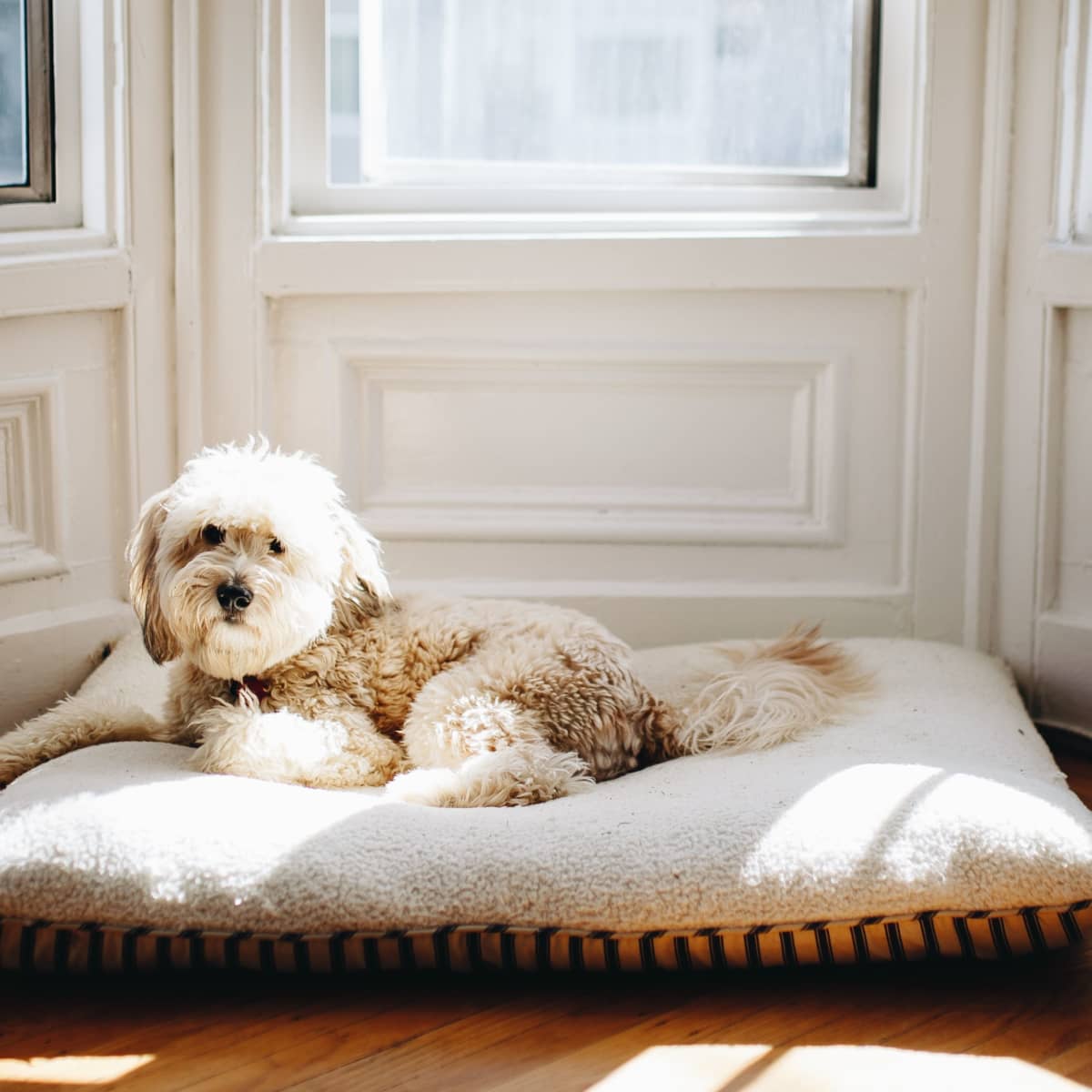 Humane society brand dog beds online