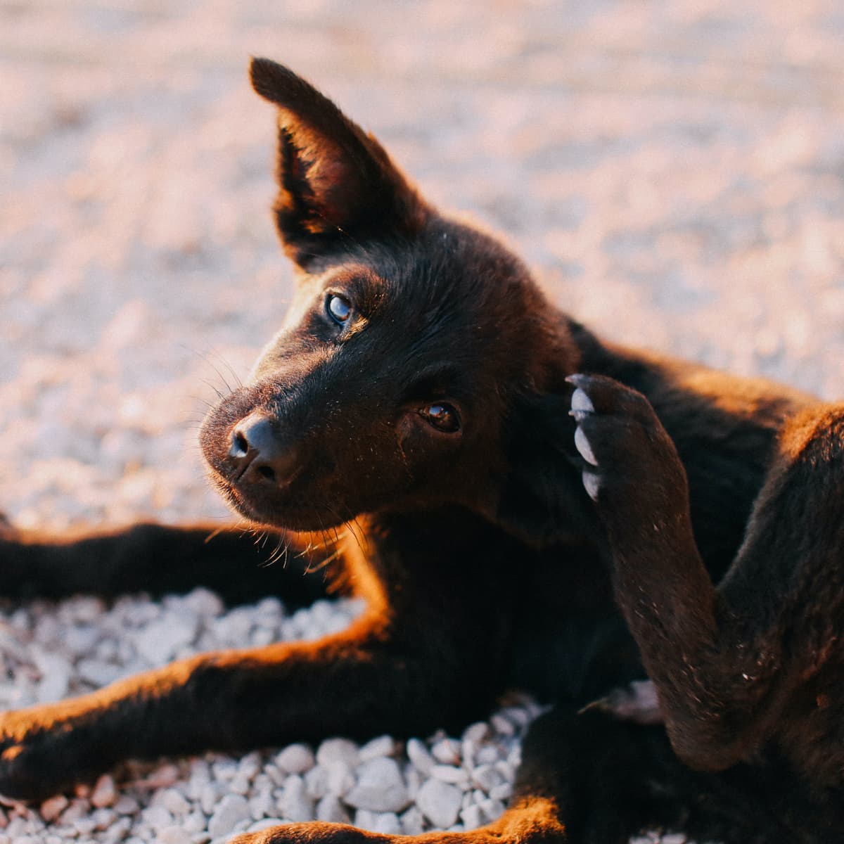 Itching Dog and No Vet Allergy Pills That Can Help Right Away PetHelpful