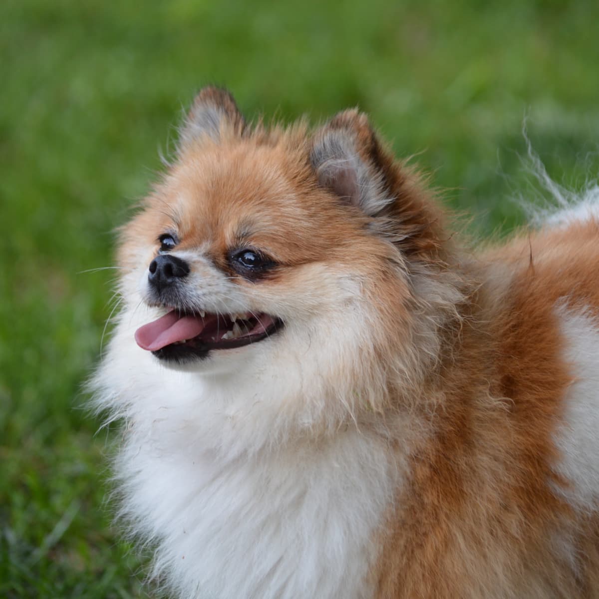 Pomeranian essentials shop