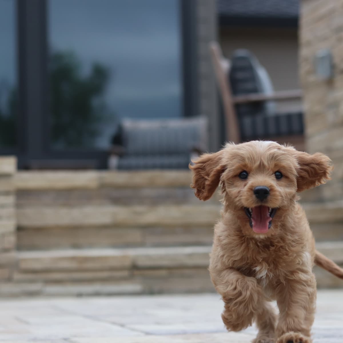 How to Litter Box Train Your Puppy PetHelpful