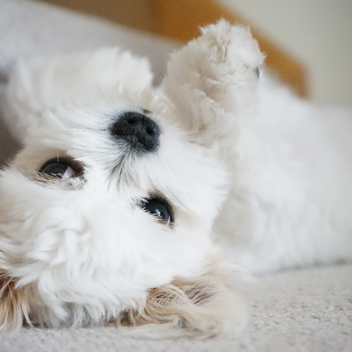 Teddy bear dog shih tzu maltese best sale