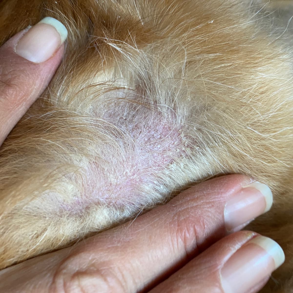 Yeast dermatitis in dogs treatment store