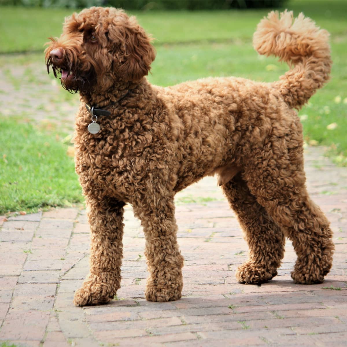 Pros and Cons of Cockapoos Shepadoodles Labradoodles and Other Poodle Hybrids PetHelpful