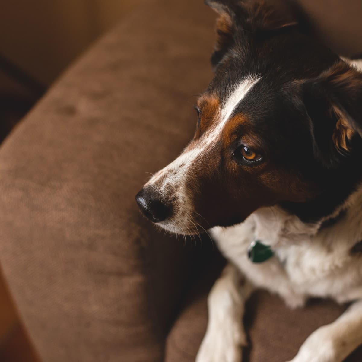 Help My Dog Barks When Somebody Enters the Room PetHelpful