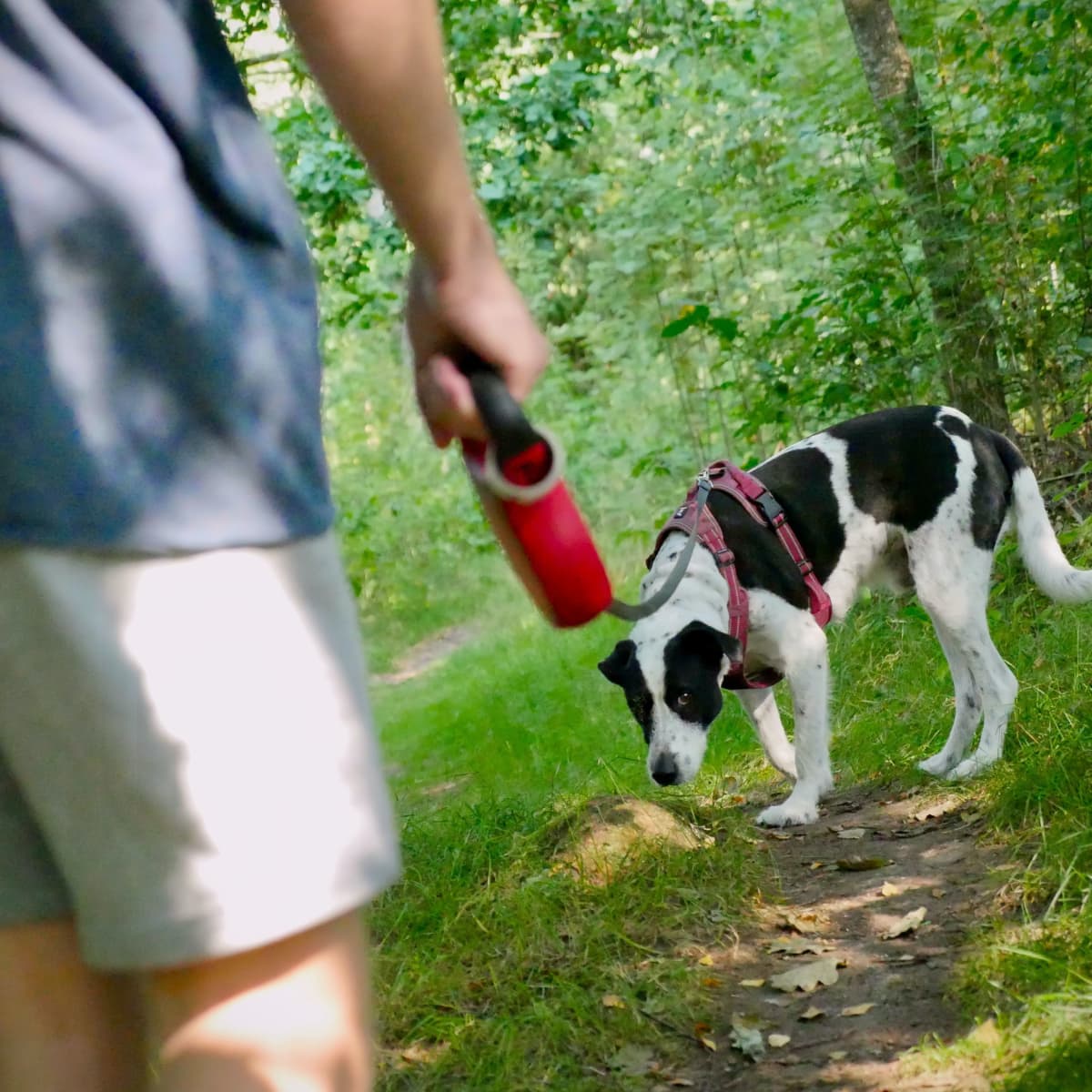 Training a fearful dog to walk on a leash top