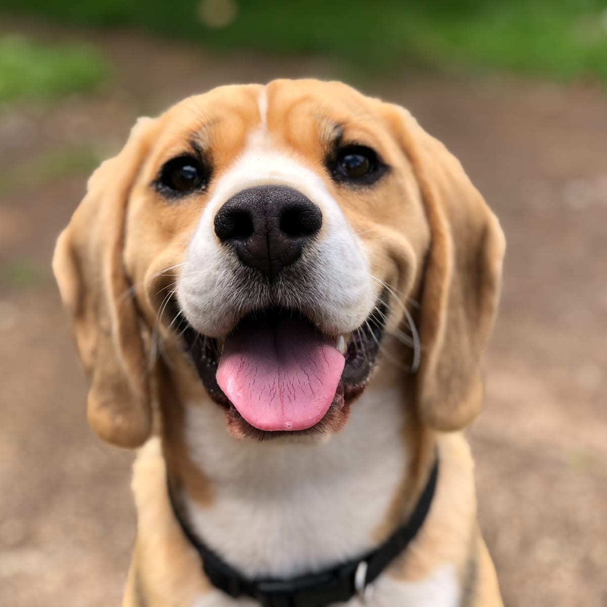Small dogs for first time owners cheap