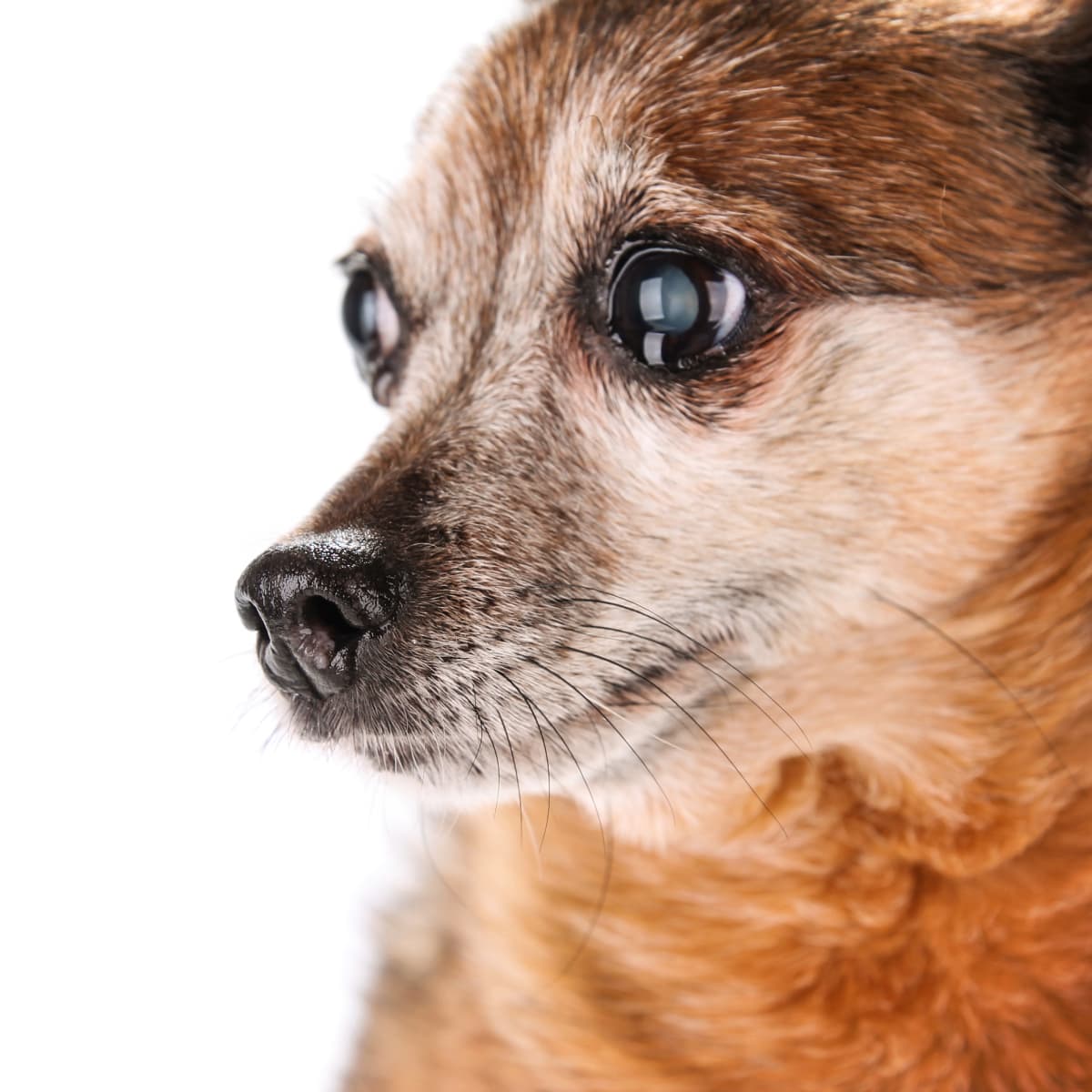 Chihuahua cheap retirement home