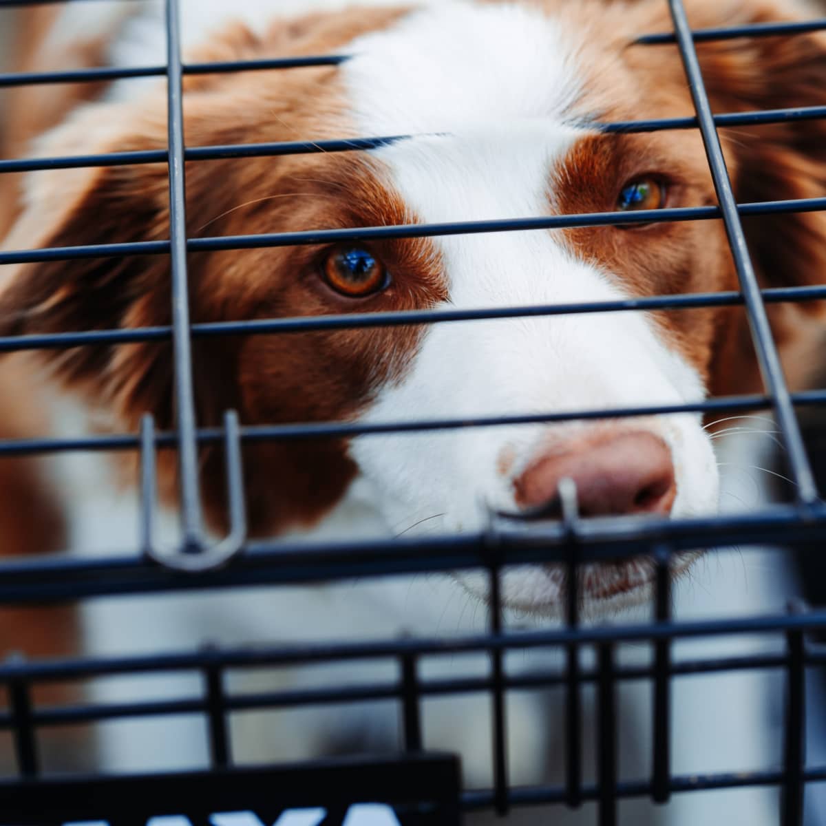 Potty training puppy without crate shop