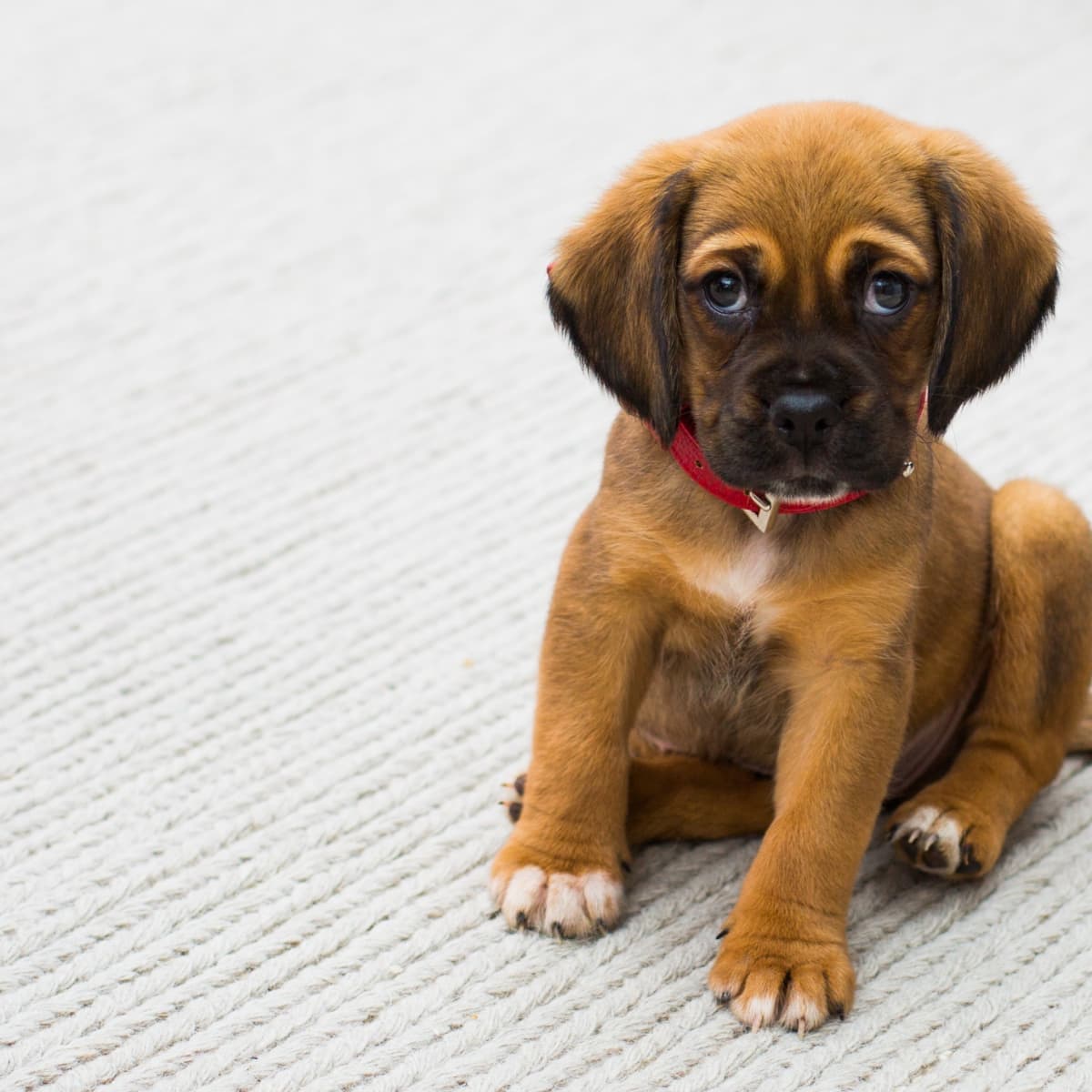 The Puppy Teething Process Remedies Complications and More PetHelpful