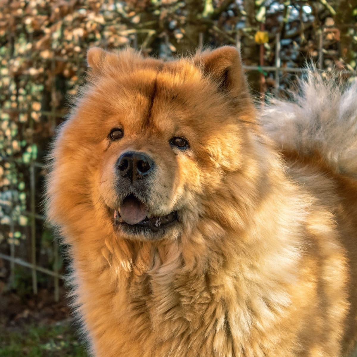 Show me a chow chow hotsell
