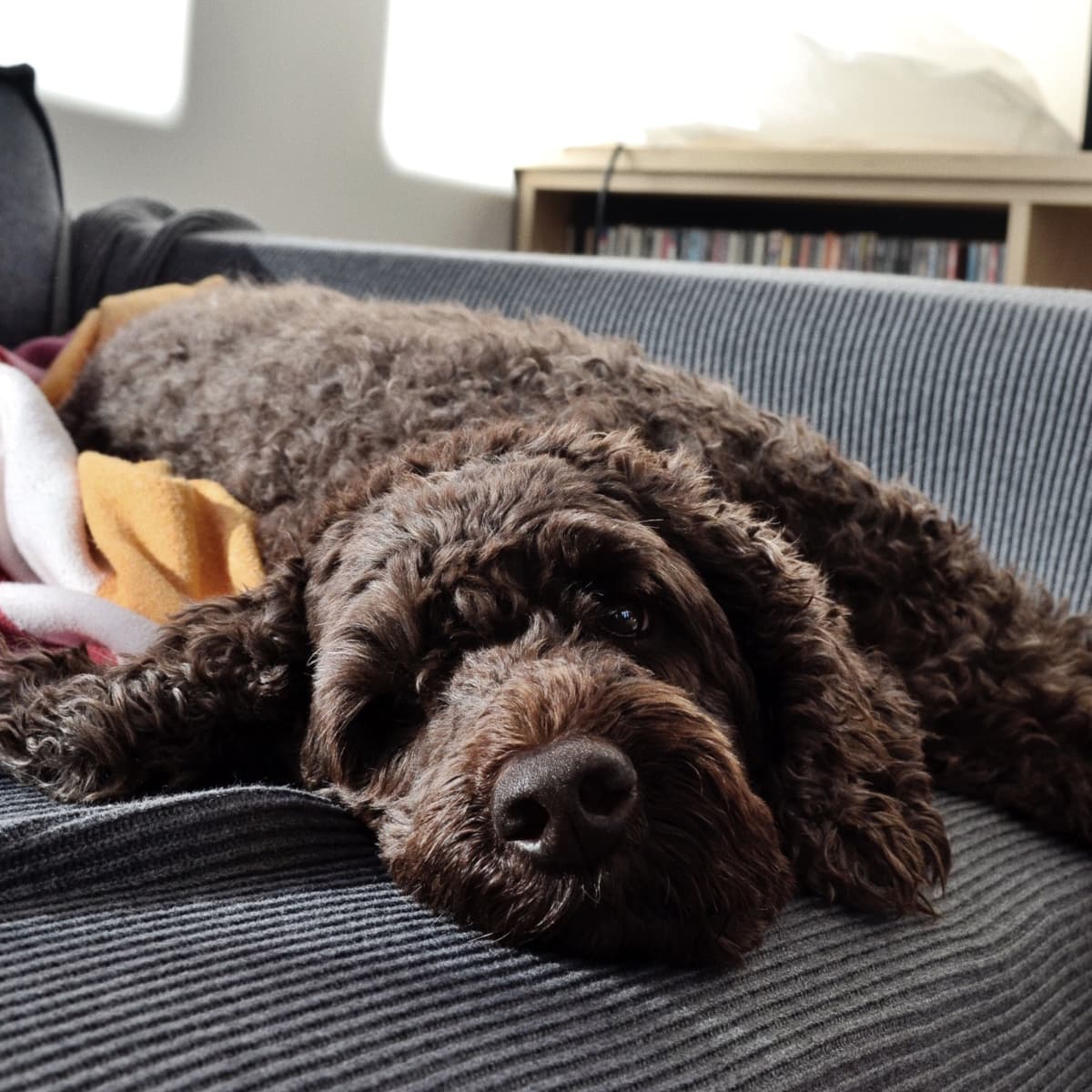 6 Large Dog Breeds That Don t Shed Much PetHelpful