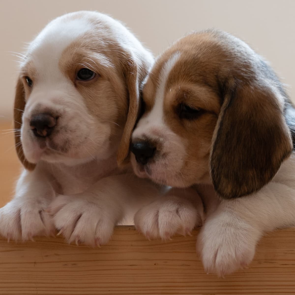 Two puppies in one crate on sale