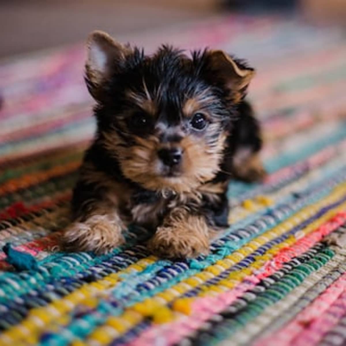 The Best Places to Find a Really Cheap Puppy PetHelpful