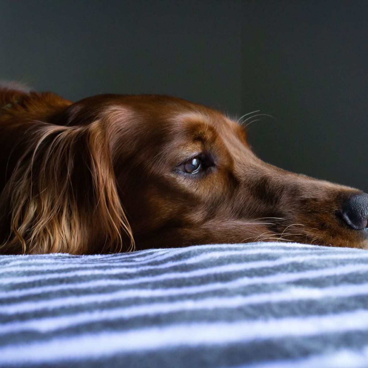 Putting my dog to sleep on sale