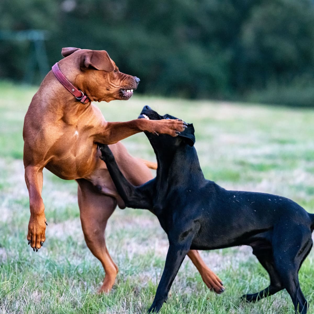 Why Is My Dog Aggressive Towards Intact Males PetHelpful