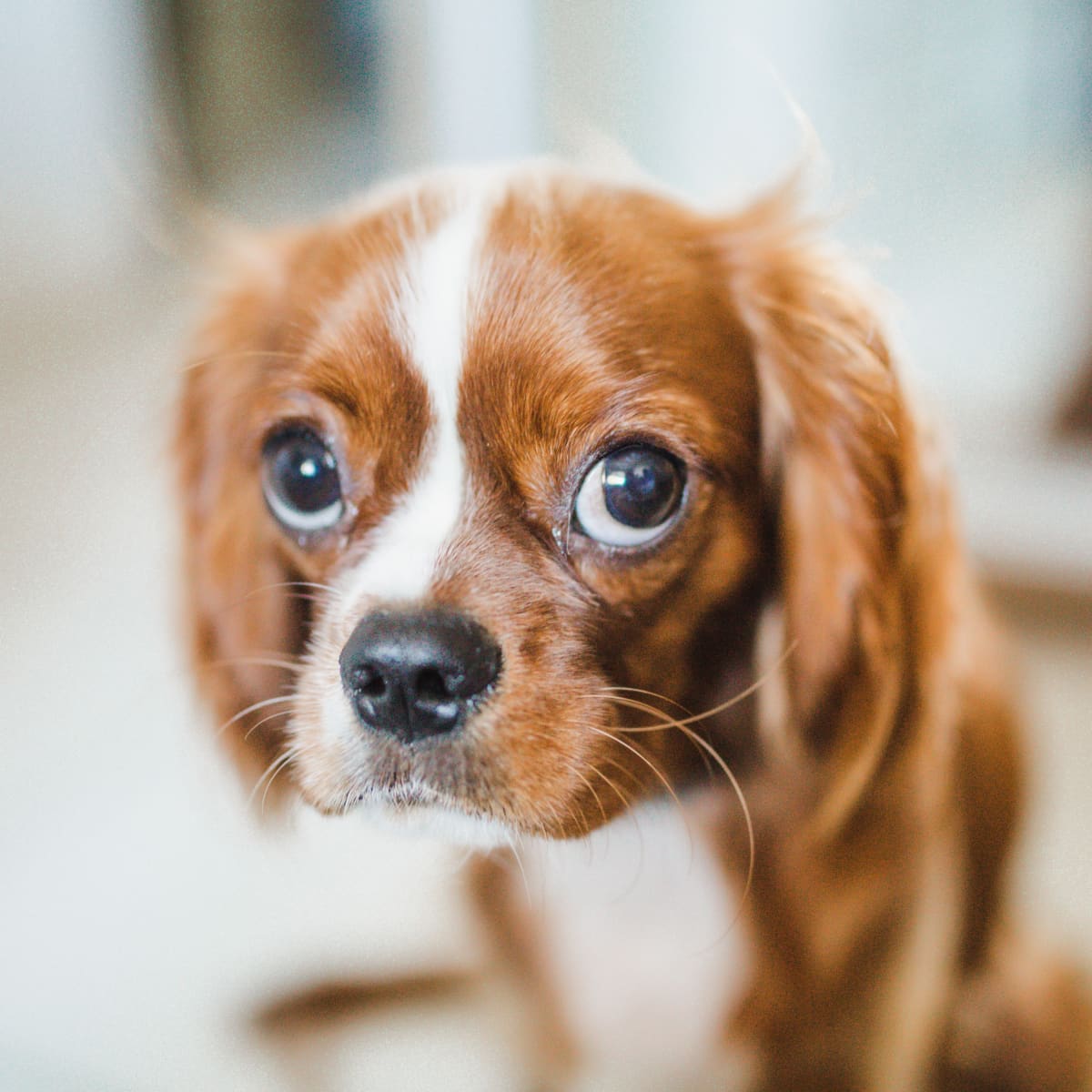 How to Get Rid of Your Dog s Tear Stains PetHelpful