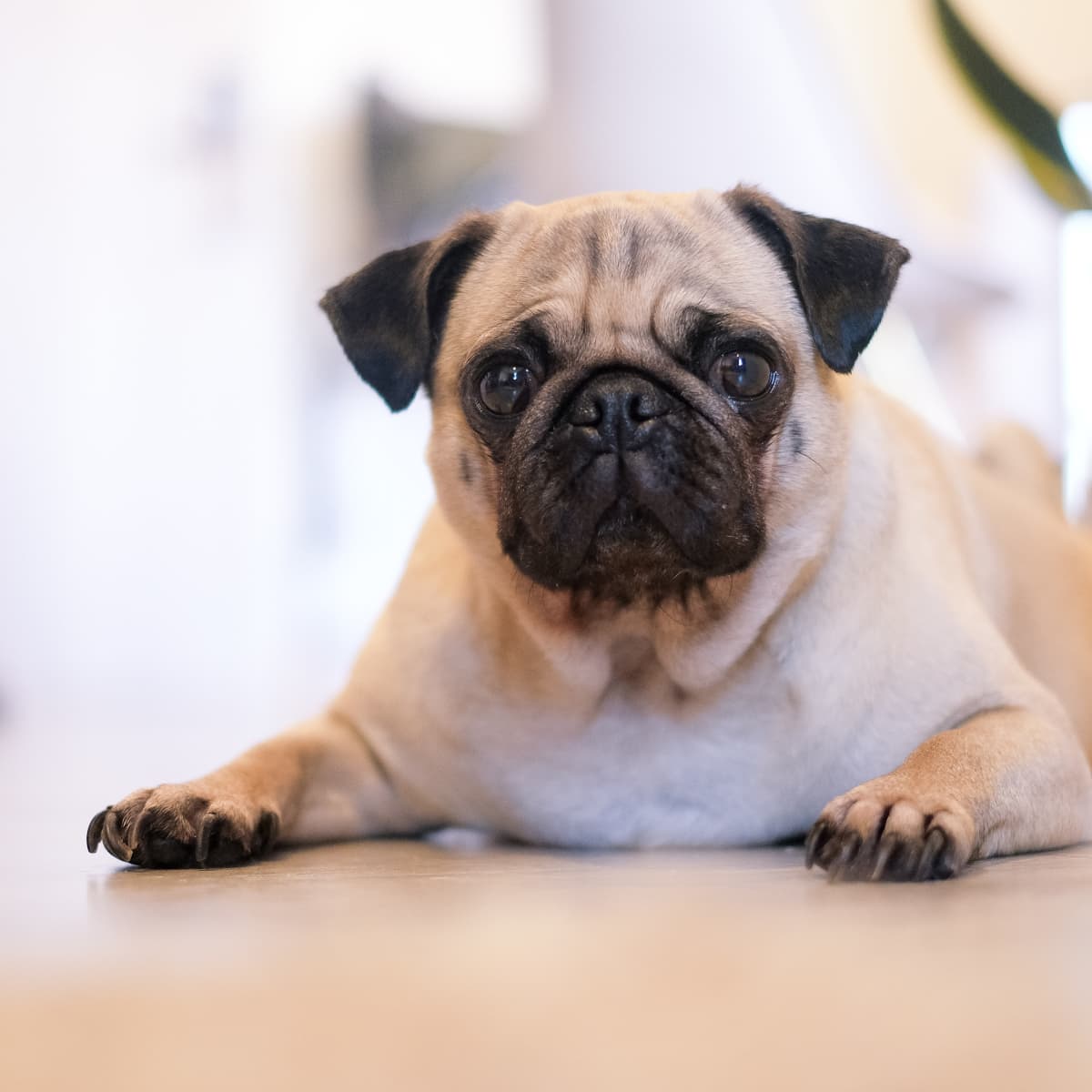 5 Fierce Small Dog Breeds Your Family Must Be Afraid Of PetHelpful