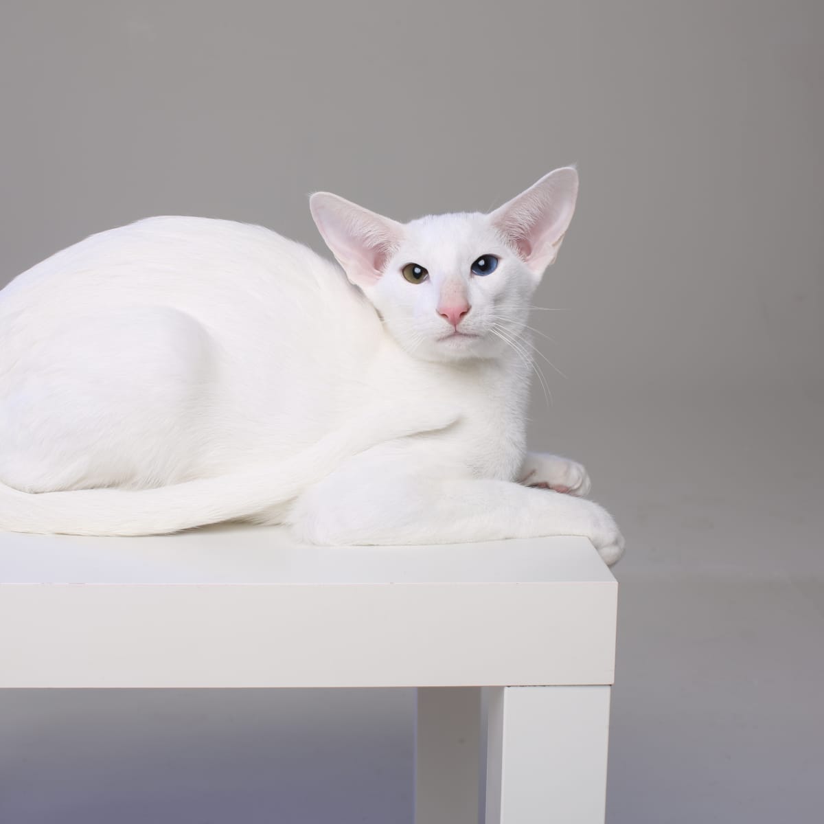 White 2025 oriental shorthair
