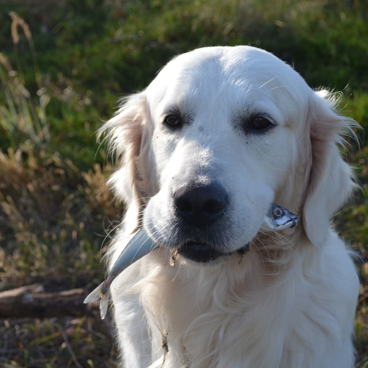 How to Save a Dog That Has Swallowed a Fish Hook Without Surgery PetHelpful
