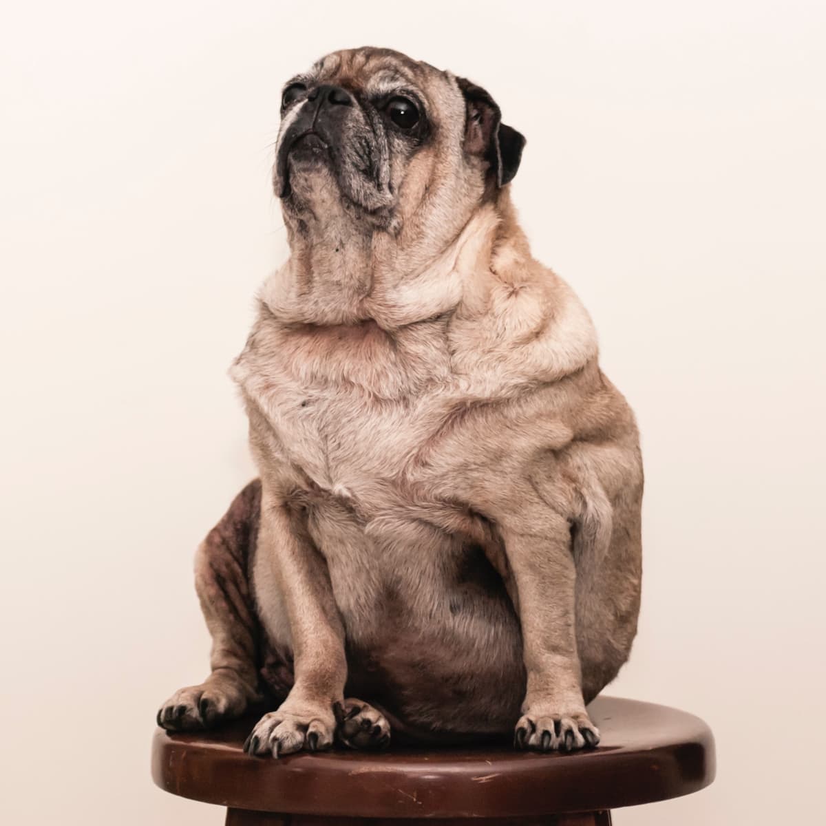 5 Fat Dog Breeds PetHelpful