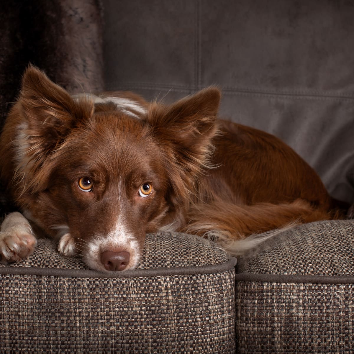 Baby 2024 border collie