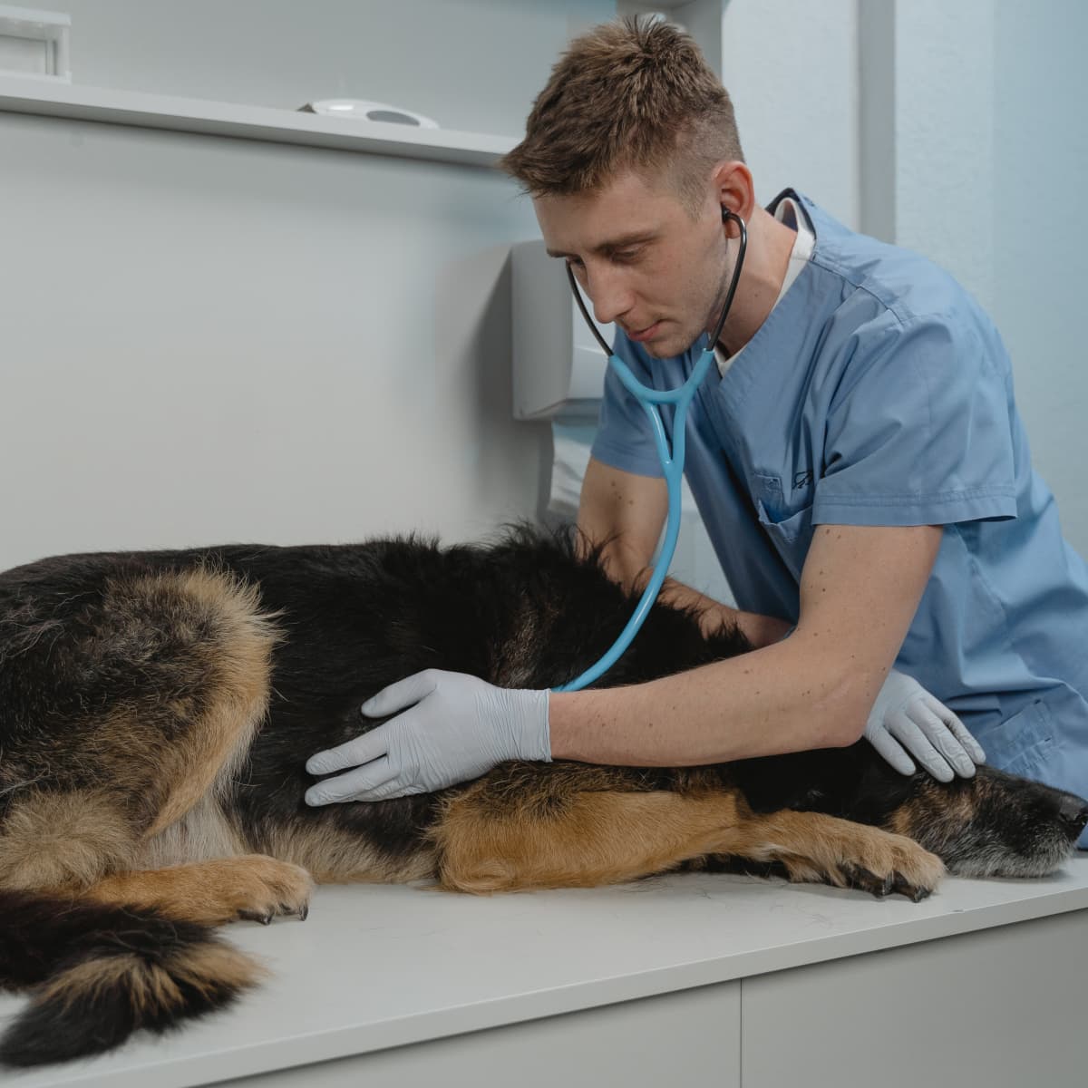 My Dog Has Worms What Do I Do PetHelpful
