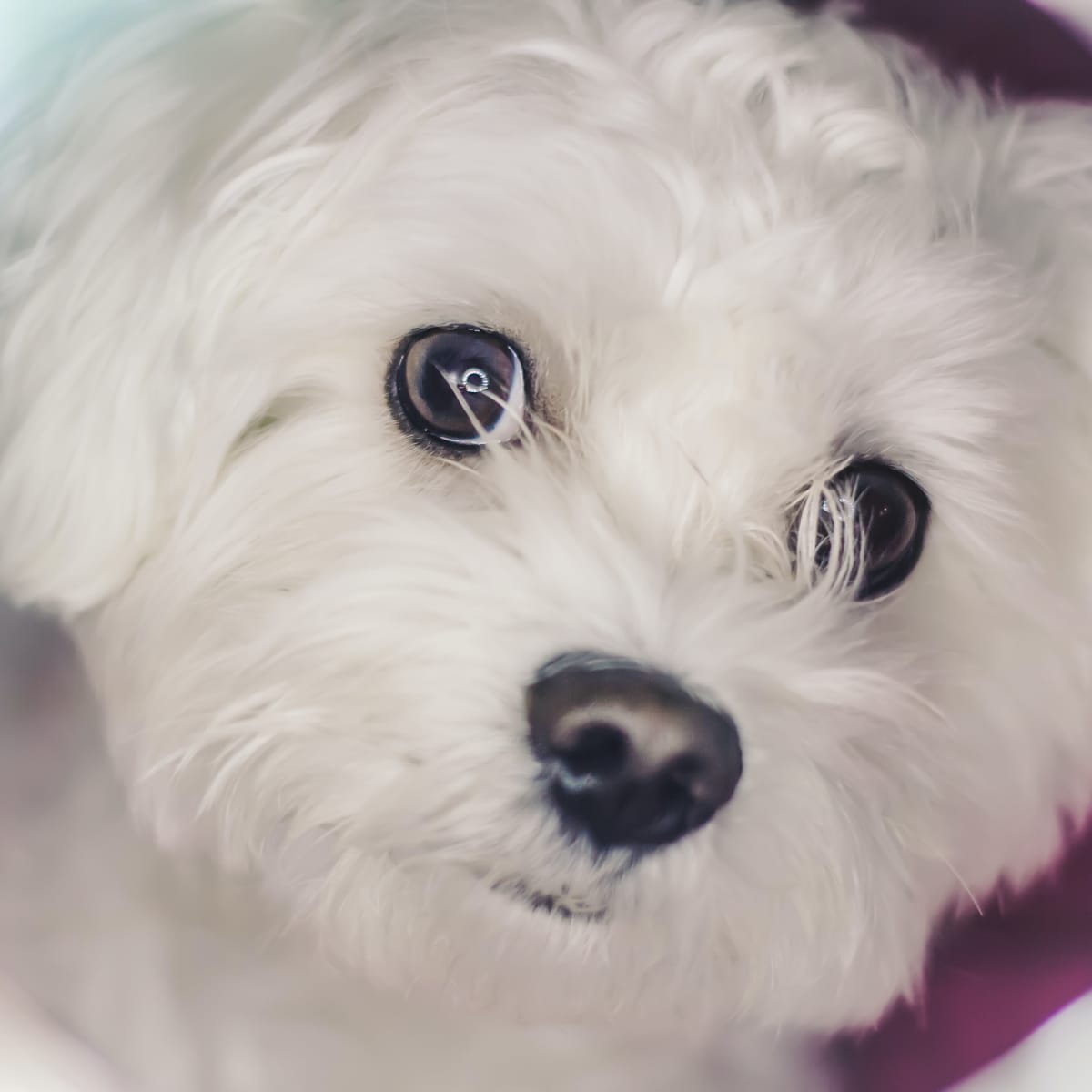 White fluffy small dog breeds new arrivals