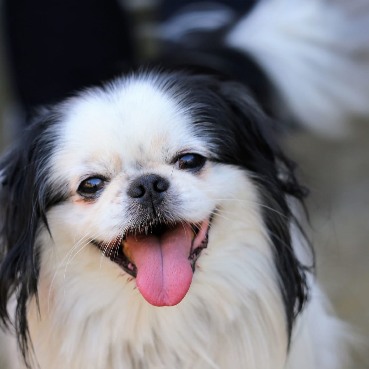 7 Best Small Dog Breeds for an Apartment PetHelpful