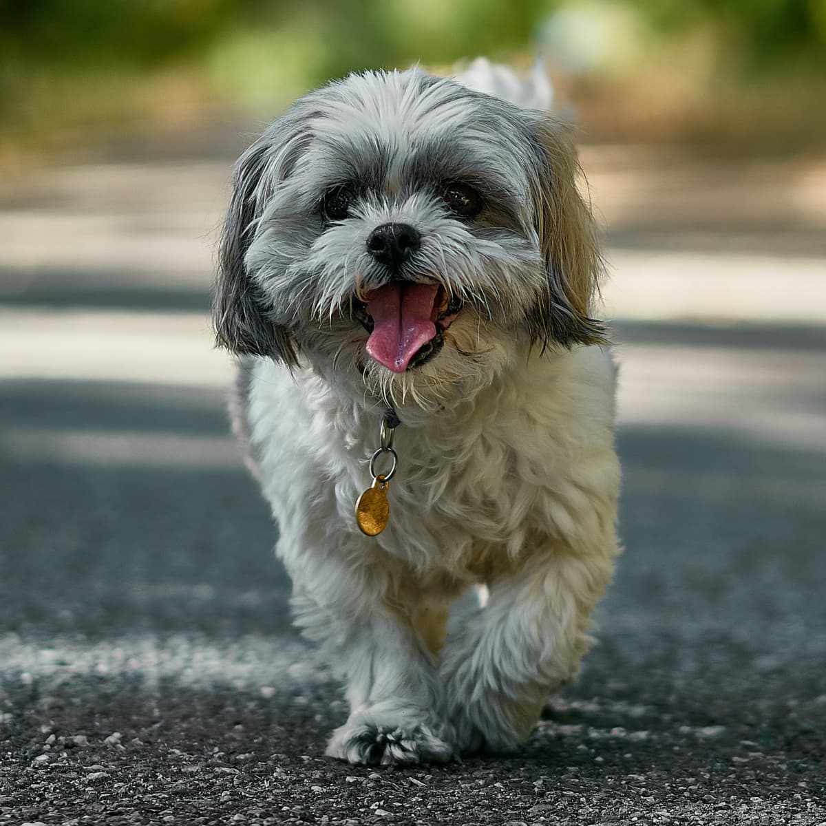 Small dog breeds good with children discount