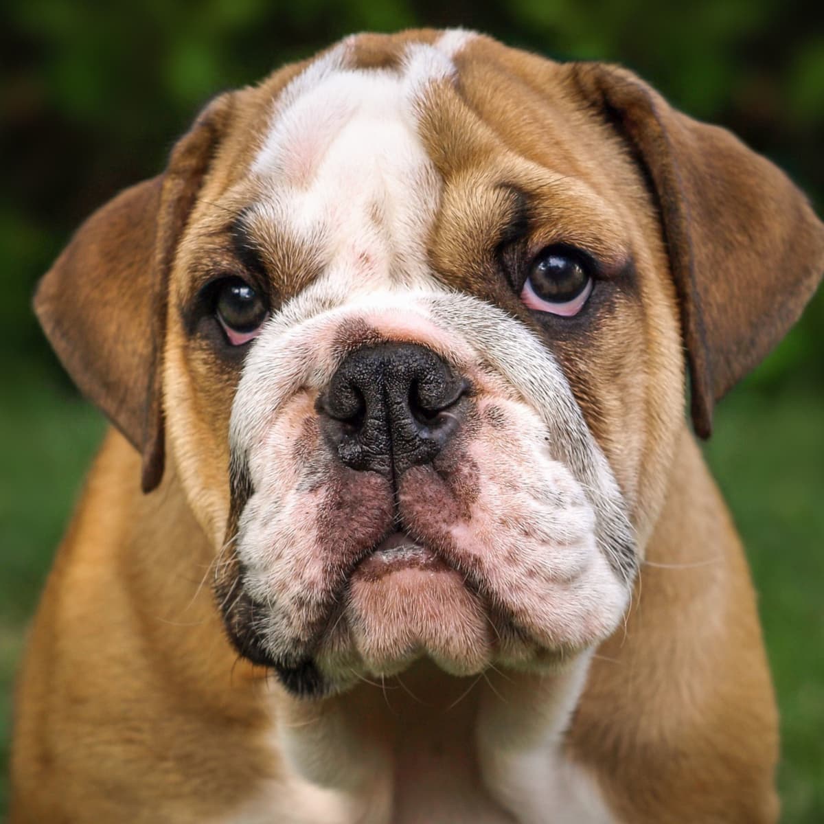 Olde english bulldog food cheap