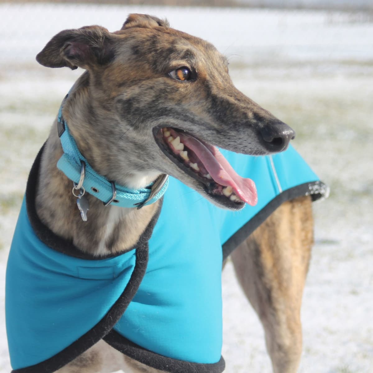 Suitable toys for greyhounds top