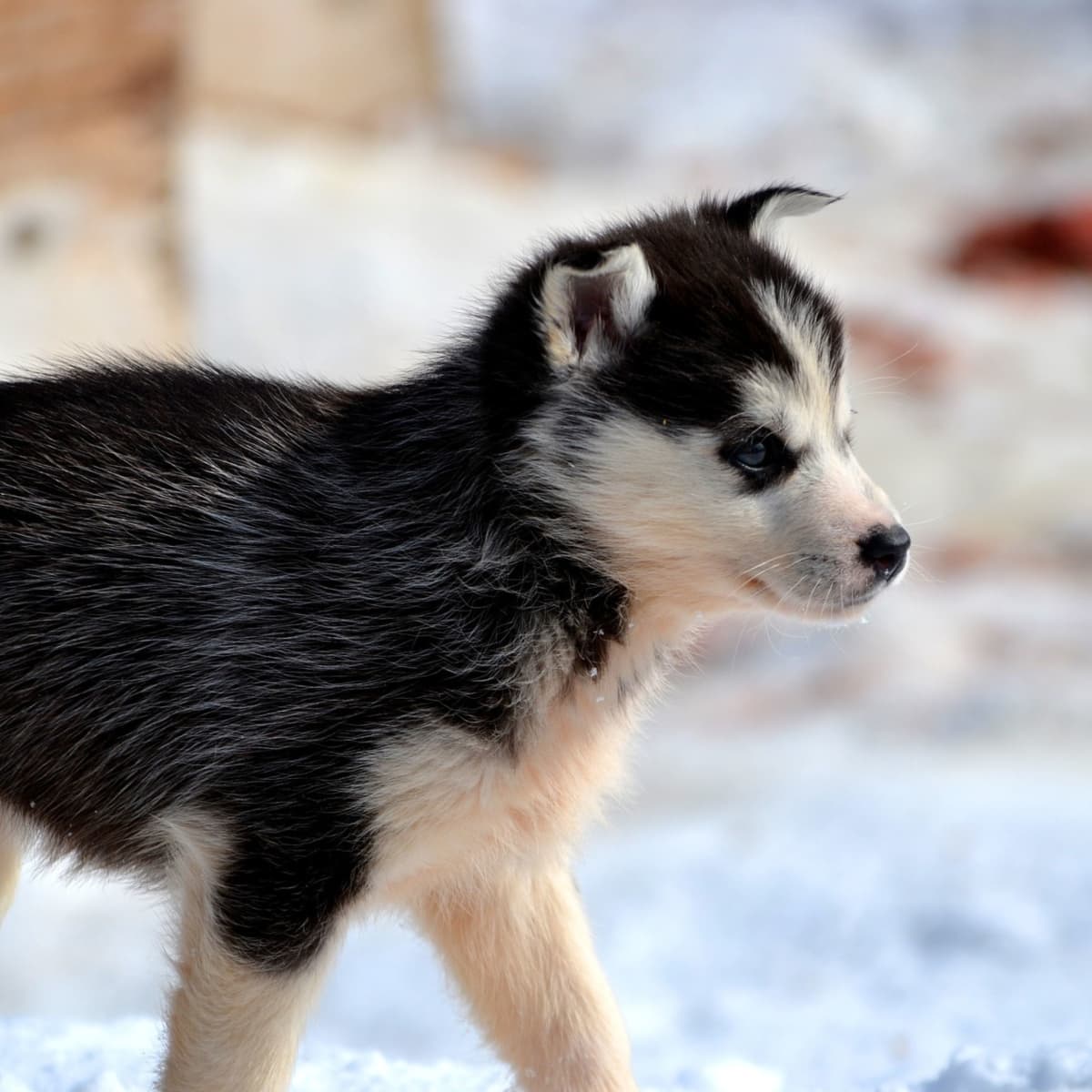 How to Train and Take Care of a New Siberian Husky Puppy PetHelpful
