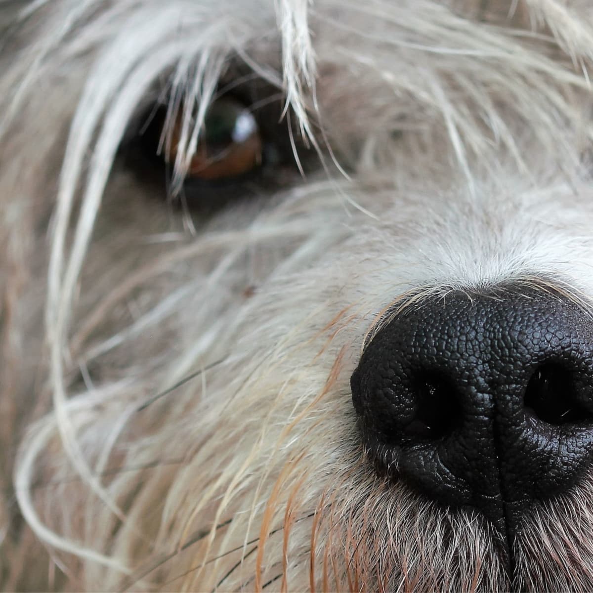 Why Is My Dog Losing Hair and What Should I Do About It PetHelpful