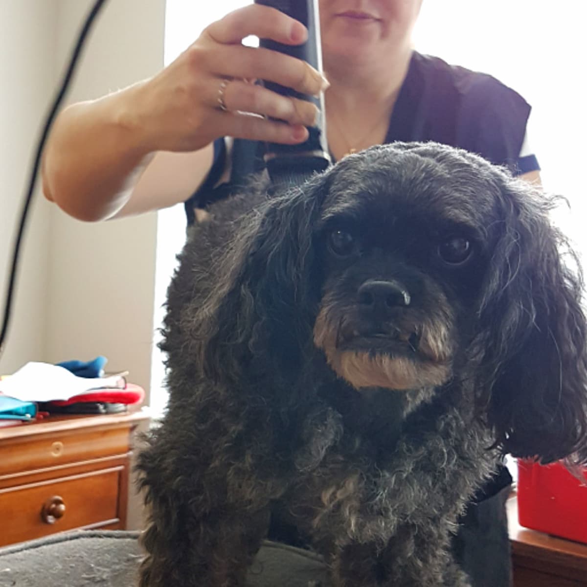Second hand dog clippers outlet