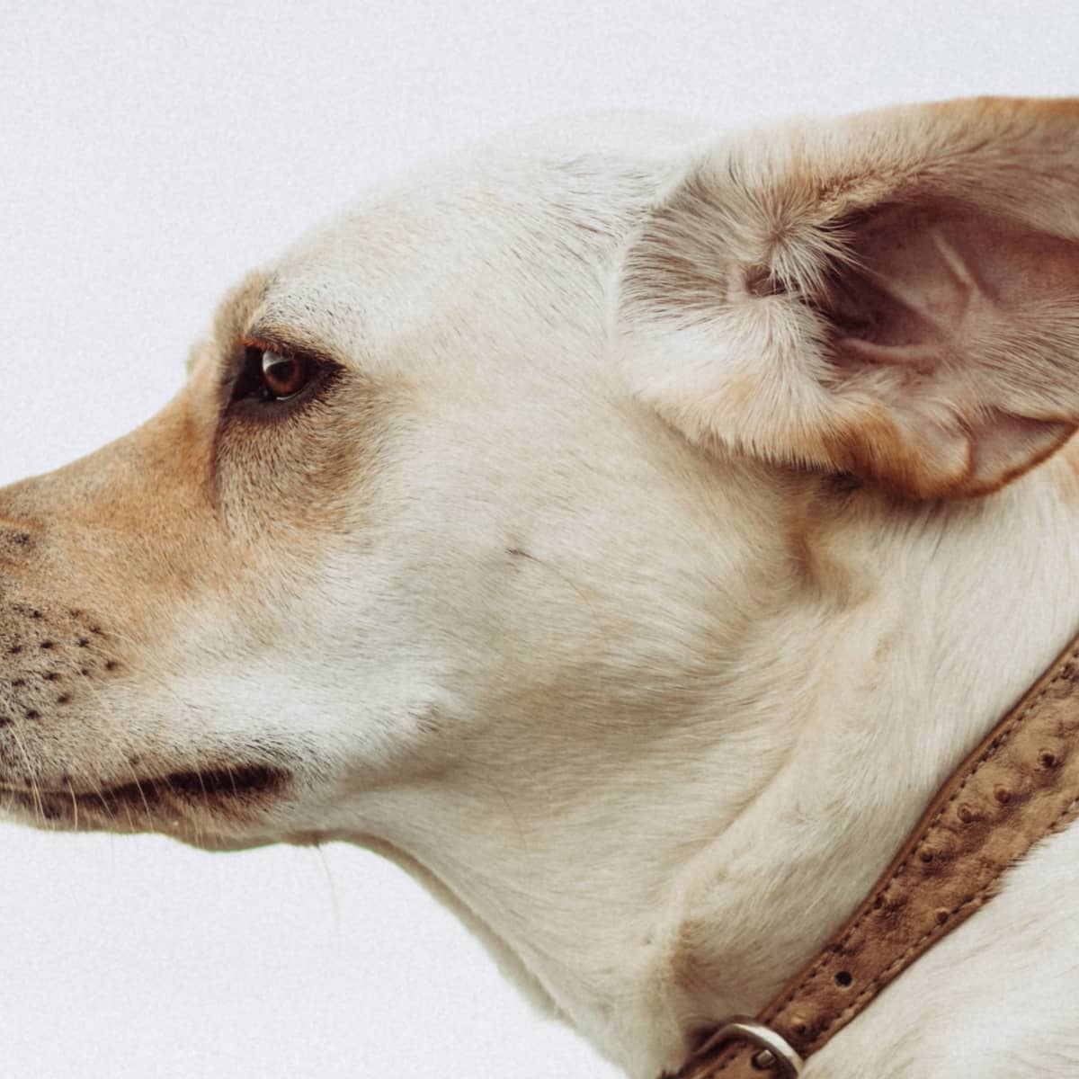How to Deal With Dog Ear Infections PetHelpful