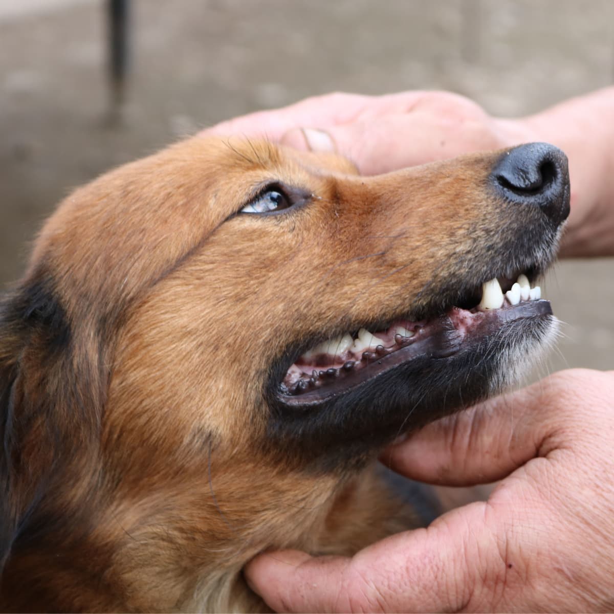 Pulling puppy teeth at home new arrivals