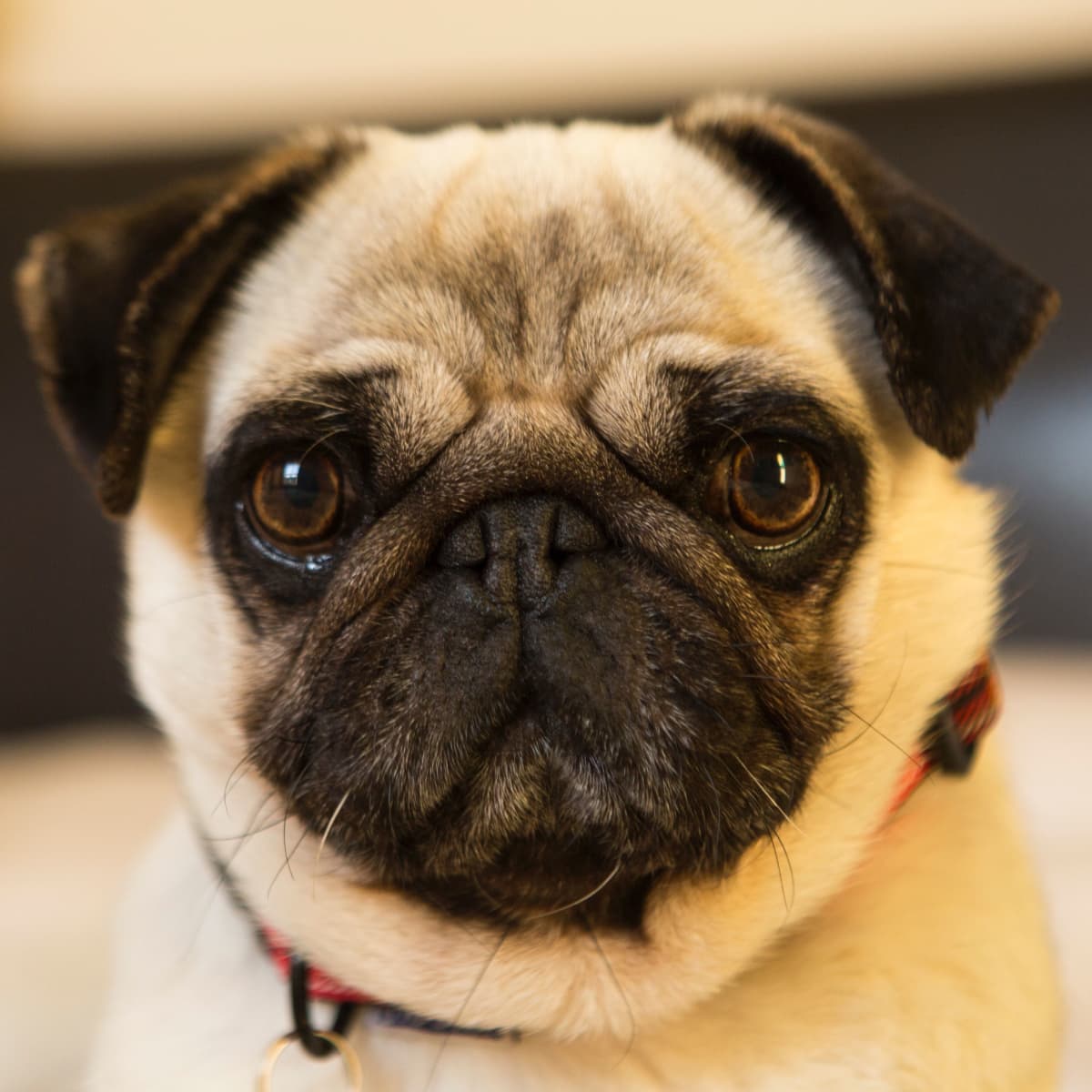 Small guard dogs for families hotsell