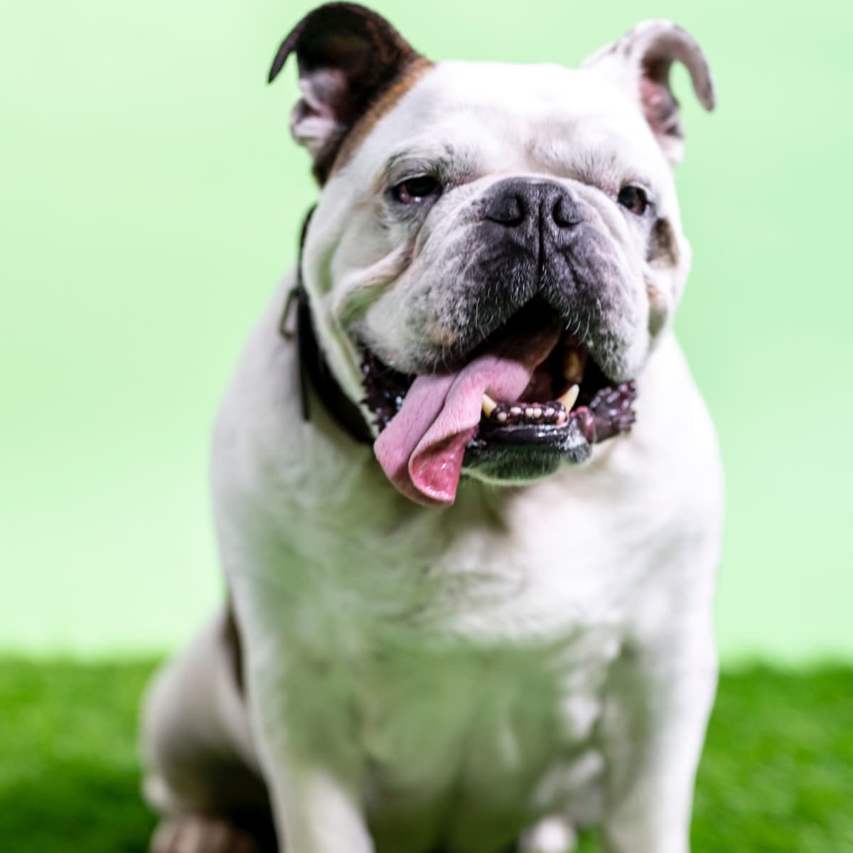 Old tyme bulldog collars outlet