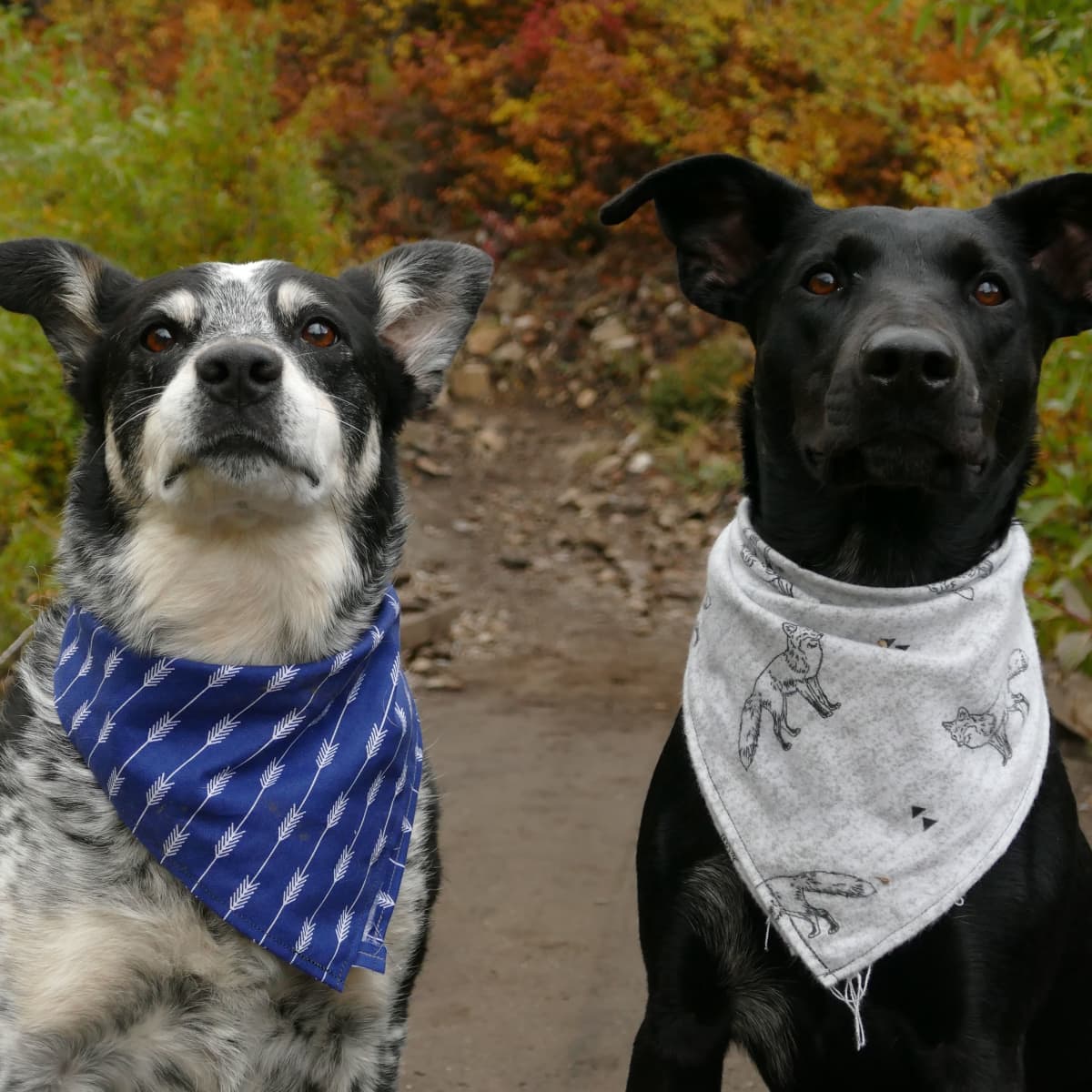 Bandanna dog cheap