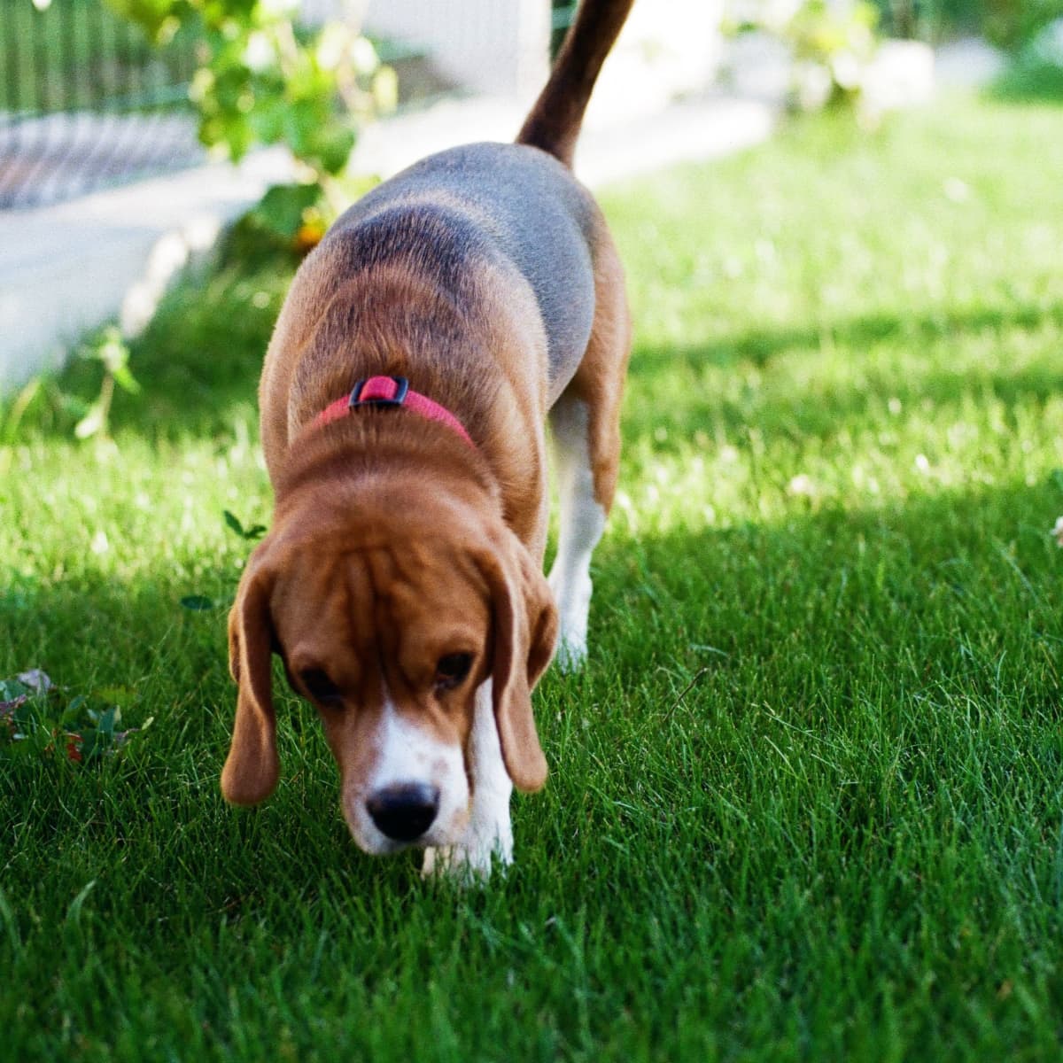 Beagle eats poop shop