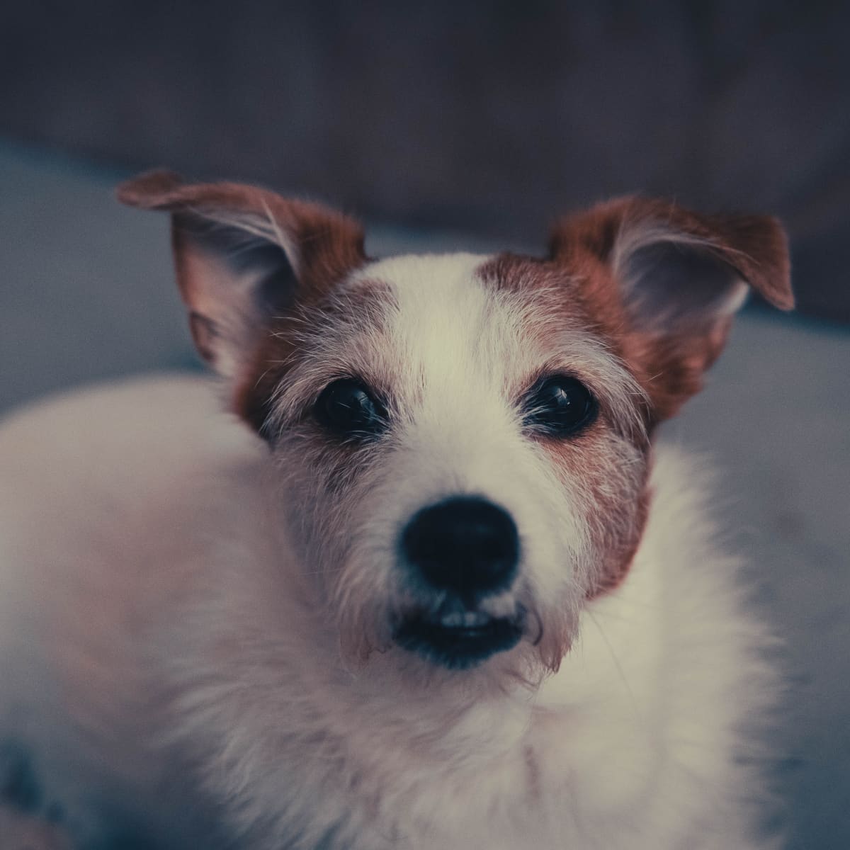 Toys for jack russell puppy sale