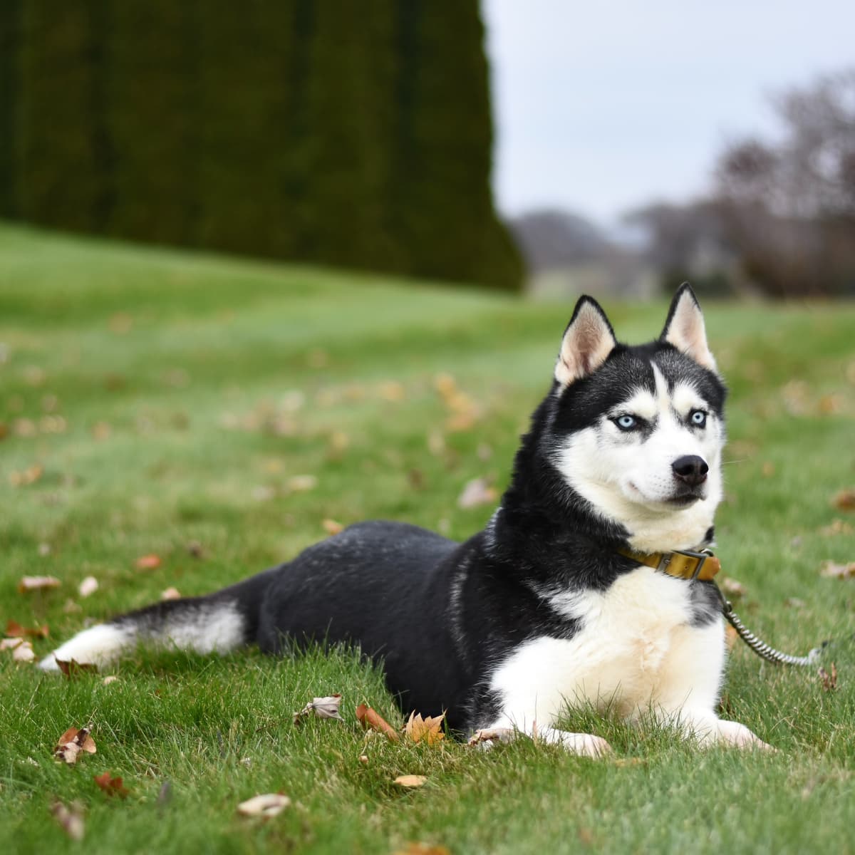 The Differences Between a Siberian and a Quality Siberian PetHelpful